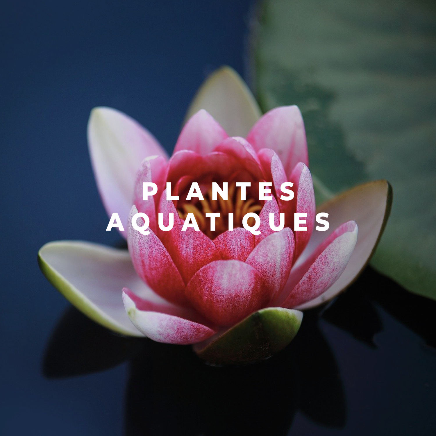 Plantes Aquatiques de bassin de jardin 